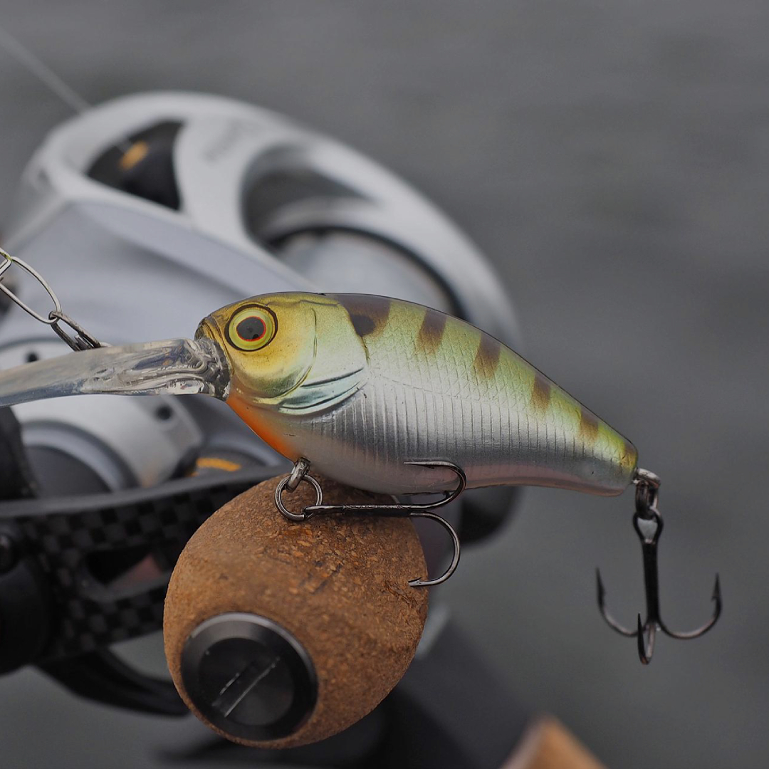 minnows